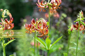 Image result for Lilium martagon `Arabian Night`
