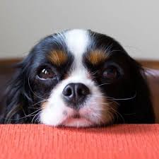 Pets Home Cavalier King Charles Hunde Susse Tiere Ich Mag Tiere