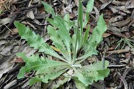 Image result for Tolpis