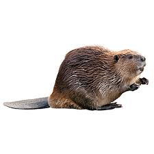 This is a replacement flite test float set, suited for use with the micro beaver airplane. How To Trap Beavers Beaver Trapping Havahart