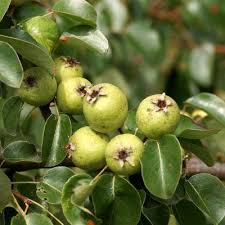 Image result for Pycreus pauper