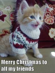 Check spelling or type a new query. 30 Funny Christmas Memes With Cats Factory Memes