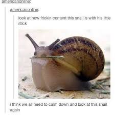 Look At Dis Snail Cute Funny Animals Cute Animals Pet Snails