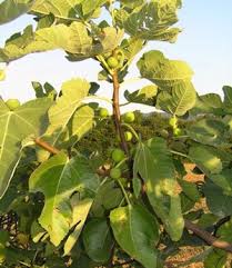 Image result for Ficus scassellatii