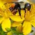 Beetles, butterflies and bees, oh my! Pollinators face extinction ...