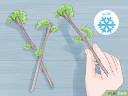 Image result for grapevine cuttings