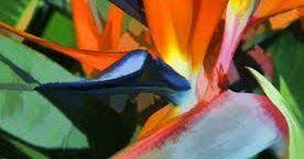 Hd Images Of Birds Of Paradise Bird Of Paradise Plant Images Picture Of Bird Of Paradise Tree Birds Of Paradise Flower Planting Flowers Birds Of Paradise Plant