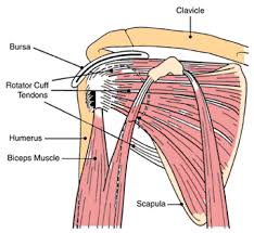 The tendon of the infraspinatus passes posteriorly on to the. Shoulder Arthroscopy Artros