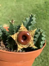 Image result for Huernia erectiloba