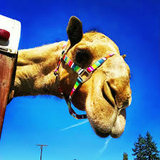 He can go a week without drinking any water. Curly The Camel Home Facebook