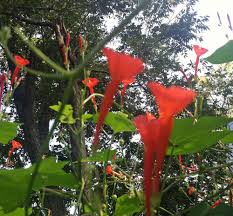 Image result for Ipomoea oenotherae