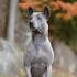 Thai Ridgeback Puppies For Sale - AKC PuppyFinder