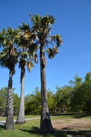 Image result for Borassus aethiopum