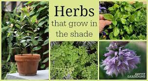 Lush garden herbs combined with other plants for visual interest allow your garden to provide the usefulness of edibles for cooking and crafts, while. Herbs That Grow In Shade 10 Delicious Choices For The Garden