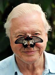 What Is The Big Butterfly Count Why Has David Attenborough