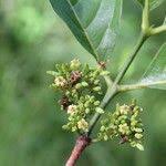 Image result for Multidentia crassa