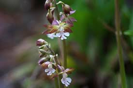 Image result for Calanthe