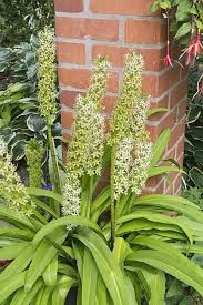 Image result for Eucomis zambesiaca