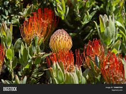 How to identify every type of protea flower under the sun! Protea Flowers South Image Photo Free Trial Bigstock