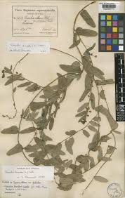 Image result for Cocculus hirsutus