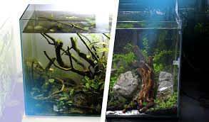 An aquascaper must design their aquascape well enough that the plants can thrive in the environment they create. Neueingerichtetes Aquascape Mini L Aquascapia