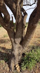 Image result for Searsia leptodictya