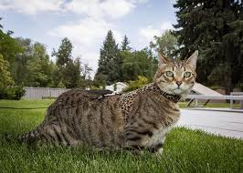 She would follow me everywhere and talk to me. Bengal Rescue Embarks On A Mission To Place Hybrid Cats With Forever Homes Parkrecord Com