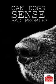 Can Dog Sense Bad People Dogs Behavior Guide Good Doggies Online Big Dog Little Dog Good Doggies Online Dog Advice