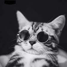 Dengan bantuan kami, anda dapat menemukan wallpaper kucing lucu online terbaik, semuanya dalam resolusi full hd dan bahkan 4k. Wallpaper Kucing Lucu Hd 700x700 Download Hd Wallpaper Wallpapertip