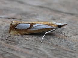 Image result for Catoptria pinella