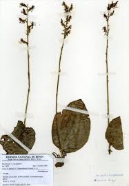 Image result for Habenaria laurentii