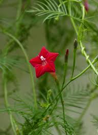 You Just Have To Say That You Re Fine Vine Red Cypress Vine Is A Charming Climber Cypress Vine Planting Flowers Flower Images