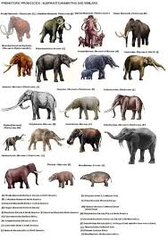 Extinct Mammals Prehistoric Animals Ancient Animals Extinct Animals