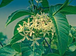 Image result for Holarrhena