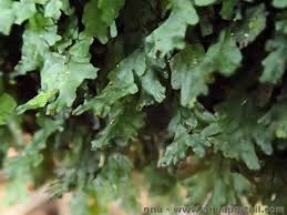 Image result for Didymoglossum erosum