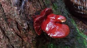 Image result for Ganoderma tsugae