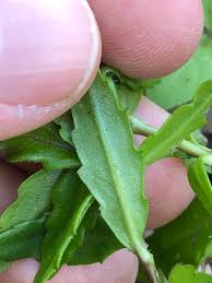 Image result for Enydra fluctuans