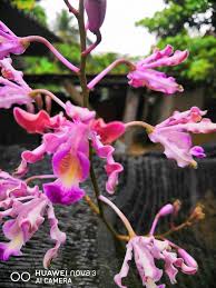Myrmecophila Tibicinis With Images Orchids Plants Garden