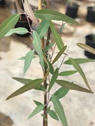 Eucalyptus camaldulensis (river red gum) can grow to be well over 100 years old. River Red Gum Outdoor Plant Plantshop Me