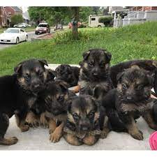 The easiest way to avail sheepadoodle puppies near me is also to log into various online puppies sale. German Shepherd Dog Jackson Free German Shepherd Puppies We Are On The Point Of Turn To Ohio And Now W German Shepherd Puppies German Shepard Puppies Puppies