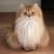 Chinchilla Golden British Longhair