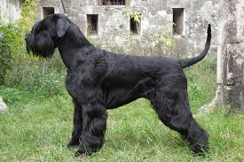 Discover more about our giant schnauzer puppies for sale below! Giant Schnauzer
