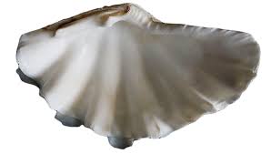 Image result for Tridactyle virginea