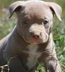 Pitbull Puppy Pictures Of The Pitbull Image Pictures Of Pitbull Puppies Pitbull Puppies Pitbull Terrier Puppies