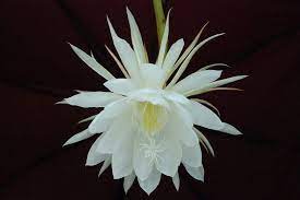 A Beautiful Rare Flower Comes From Sri Lanka Kadupul Kadupul Mal Or Flower From The Heaven Night Blooming Flowers Rare Flowers Expensive Flowers