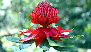 Christmas cactus plant (schlumbergera) is a wonderful blooming plant that grows in the winter. 12 Plants Of Christmas Hoselink