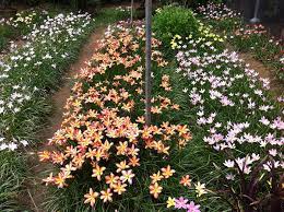 Check spelling or type a new query. New Philippine Bred Rain Lilies Or Zephyranthes Now Available For Landscape Use Agriculture Monthly