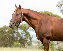 Own son of high brow cat! Offering Quality Cutters In Toowoomba Sale Queensland Country Life Queensland