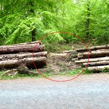 Getarnte kamera badezimmer in 2020. Widerliche Entdeckung In Wald Spazierganger Machen Schockierenden Fund Panorama