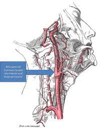What can cause one sided frontal neck pain? Carotidynia Wikipedia